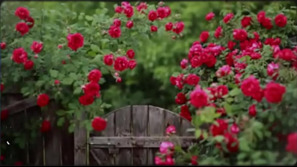 Sexgeschichte aus Bangla | Motivationsgeschichte | Neue emotionale Geschichte | Romantische Sexgeschichte aus Bangla, Teil 2